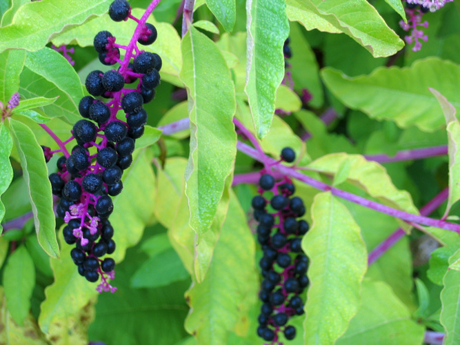 Black berries. Probably pokeweed