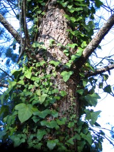 pine tree with ivy Castilla y León 17/11/2008