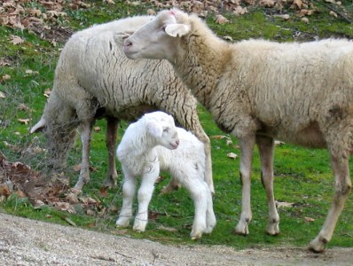 two sheep and baby lamb A couple of days old and no time yet to get dirty