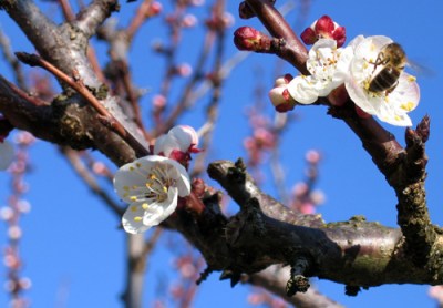 blossom bee and apricot blossom