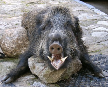 dead boar