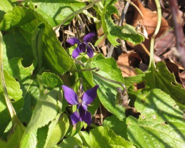 wild violet