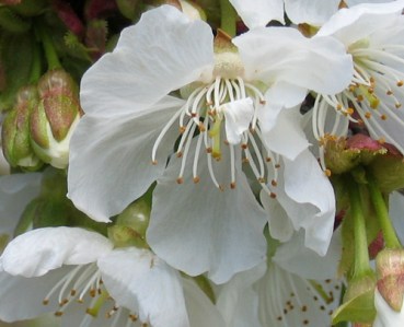 cherry blossom closeup