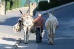 Villager and donkeys