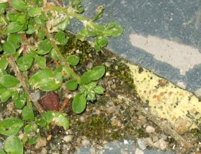 A fine yellow dust covers everything at this time of year