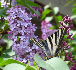 Swallowtail butterfly on lilac