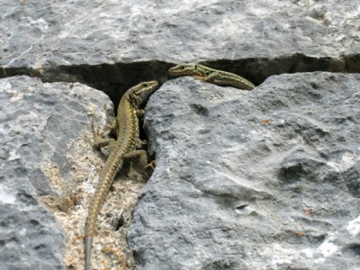Lizards at Montsegur, France