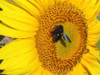 Not all bees are yellow and black