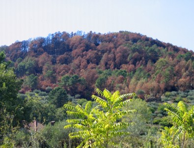 The evergreens are brown this year