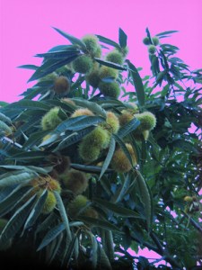 Taking a rosy view of things