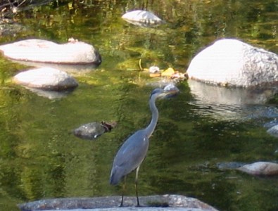heron heron