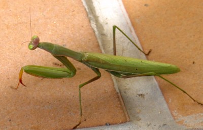 praying mantis praying mantis