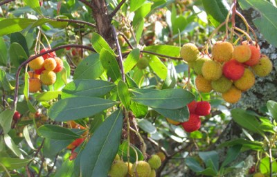 strawberry tree fruit on strawberry tree
