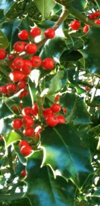 holly berries