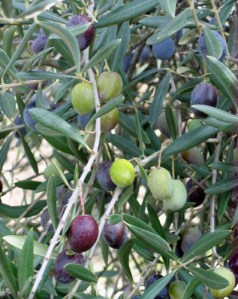 olives