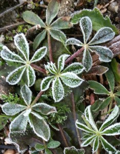 frosted leaves
