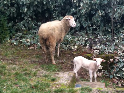 sheep and lamb
