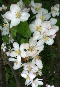 apple blossom
