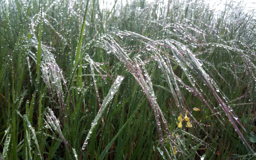 Rain drops on grass heads