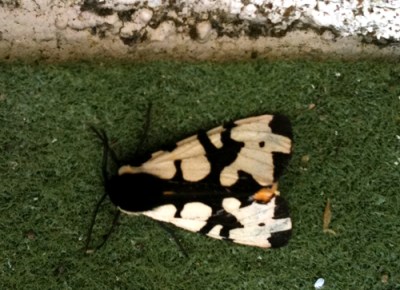 Moth Black and cream moth
