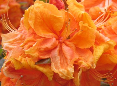 orange rhododendron flower