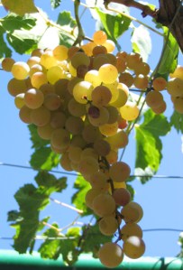 grapes