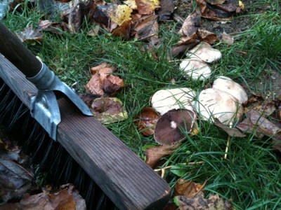 mushrooms growing in grass