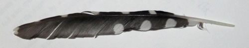 spotted feather