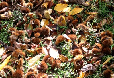 chestnuts
