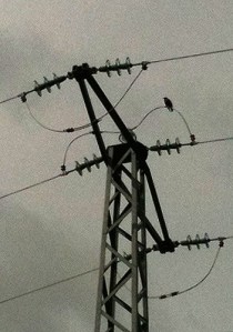 starling on pylon