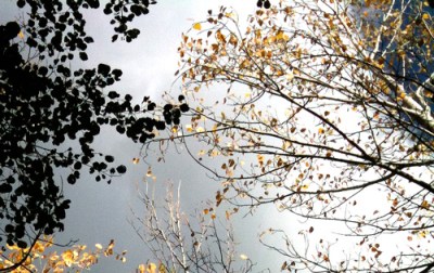 Yellow leaved trees Treep tops silhouetted against cloud