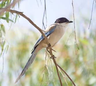 Azure-winged magpie Azure-winged magpie - picture by Sergey Yeliseev