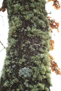 lichen lichens on oak tree trunk