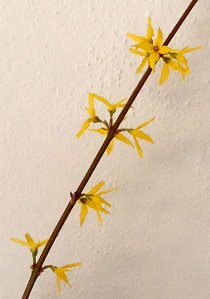 forsythia