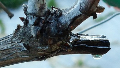 sap rising in vine
