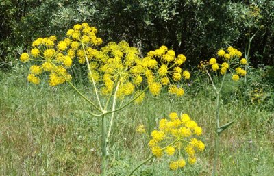 ferula flowerst