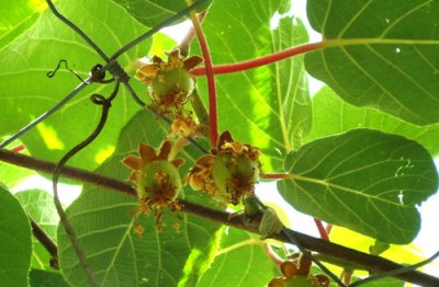 kiwi fruit in the early stages of development