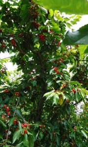 cherries ripening on the tree
