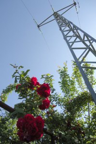 red rambling roses, electricity pylon, blue sky
