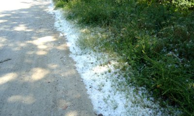 cotton-like seeds drift by the roadside