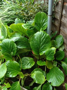 elephants' ears leaves