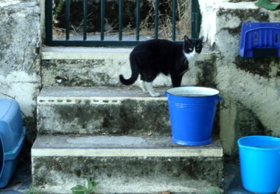 cat with blue buckets