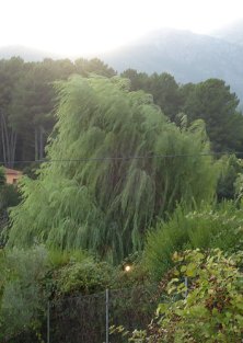 weeping willow tree