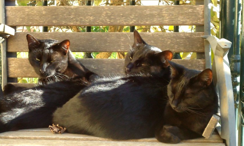 Three black cats