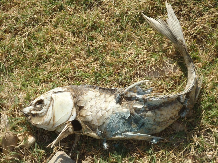 dead fish, embalse valdecañas