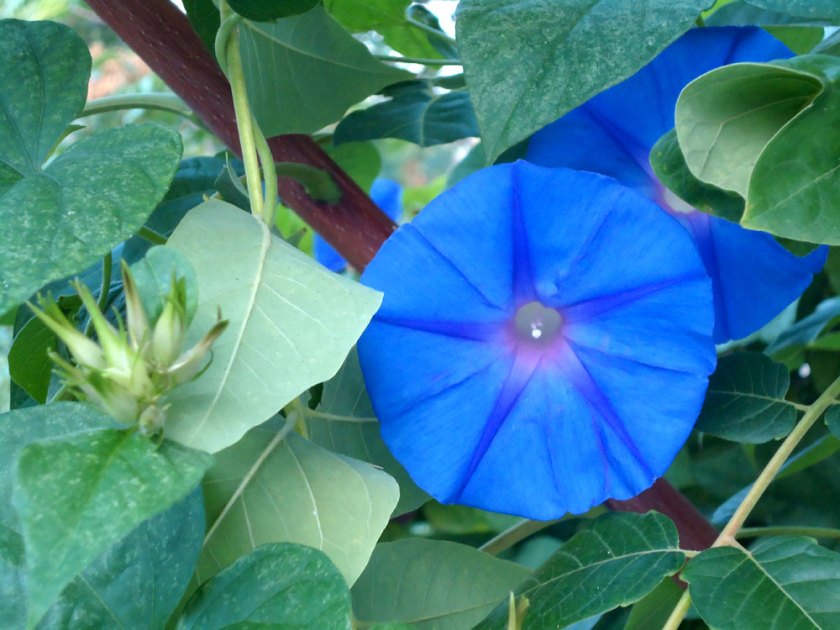 morning glory flower