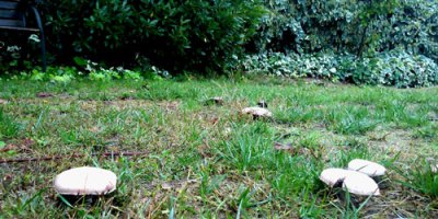 unidentified mushrooms in grass