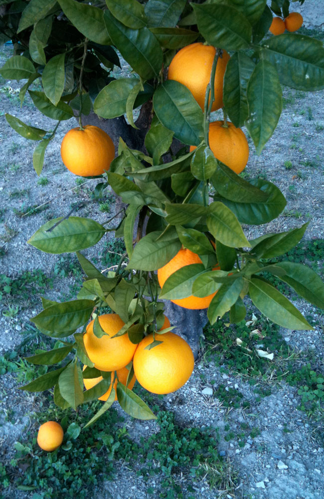 oranges