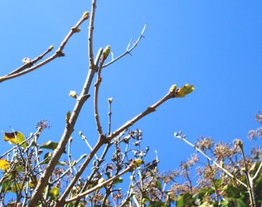 early lilac buds against blue sky