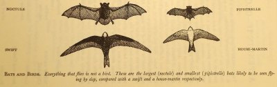 bat silhouettes compared to birds